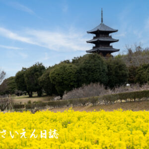 菜の花文化、岡山の吉備路