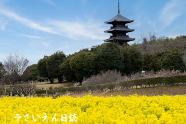 菜の花文化、岡山の吉備路