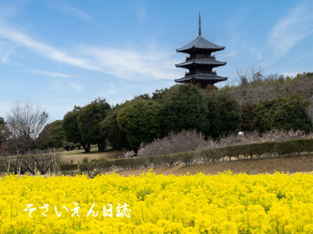 菜の花文化、岡山の吉備路