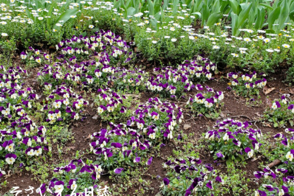 春の息吹き、ノースポールとビオラ