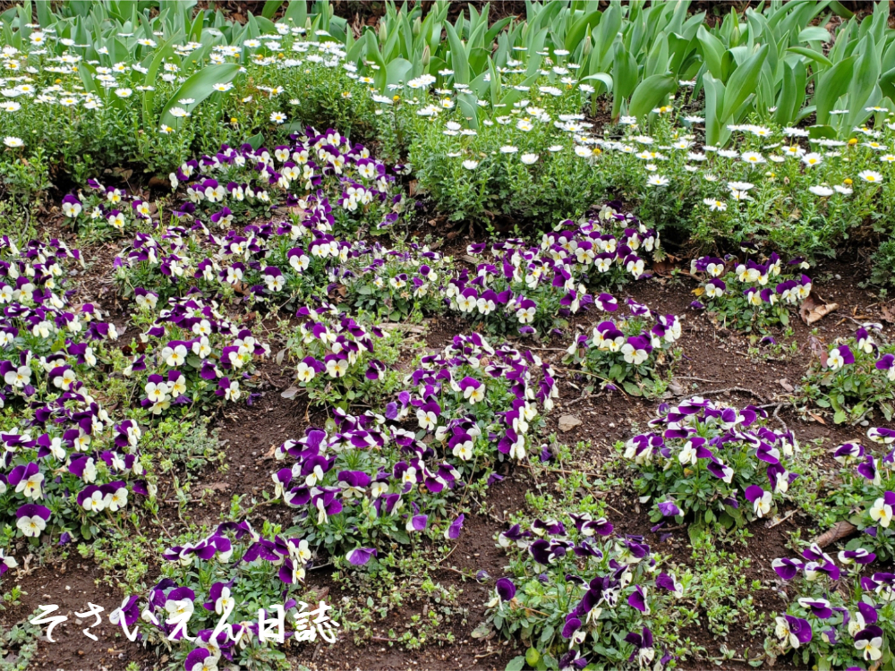 春の息吹き、ノースポールとビオラ