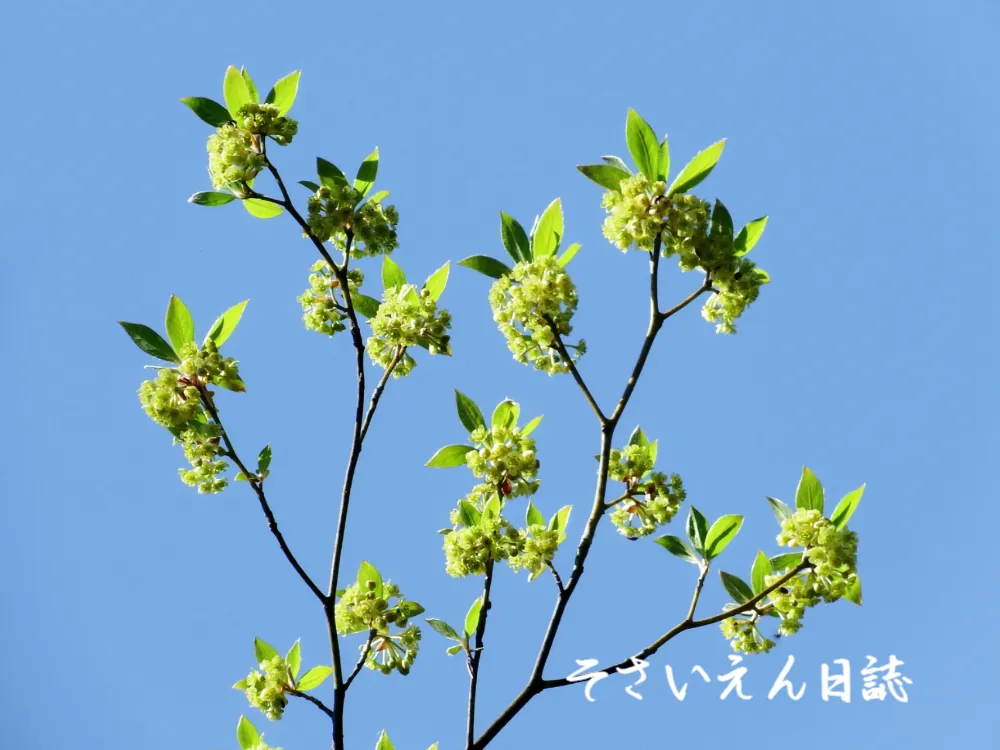 香りのよいクロモジの花