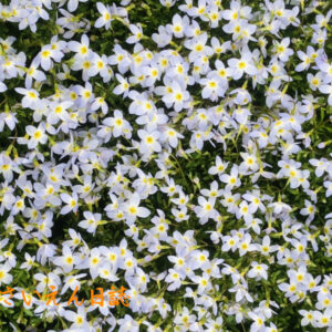 花ひらく朝 華奢なヒナソウ