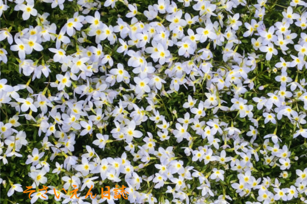 花ひらく朝 華奢なヒナソウ