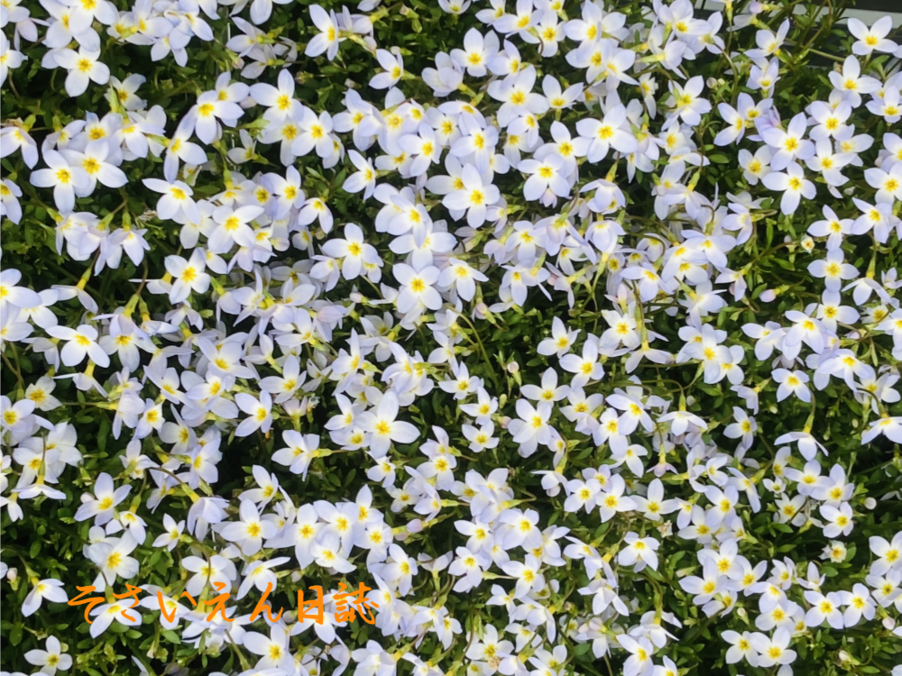 花ひらく朝 華奢なヒナソウ