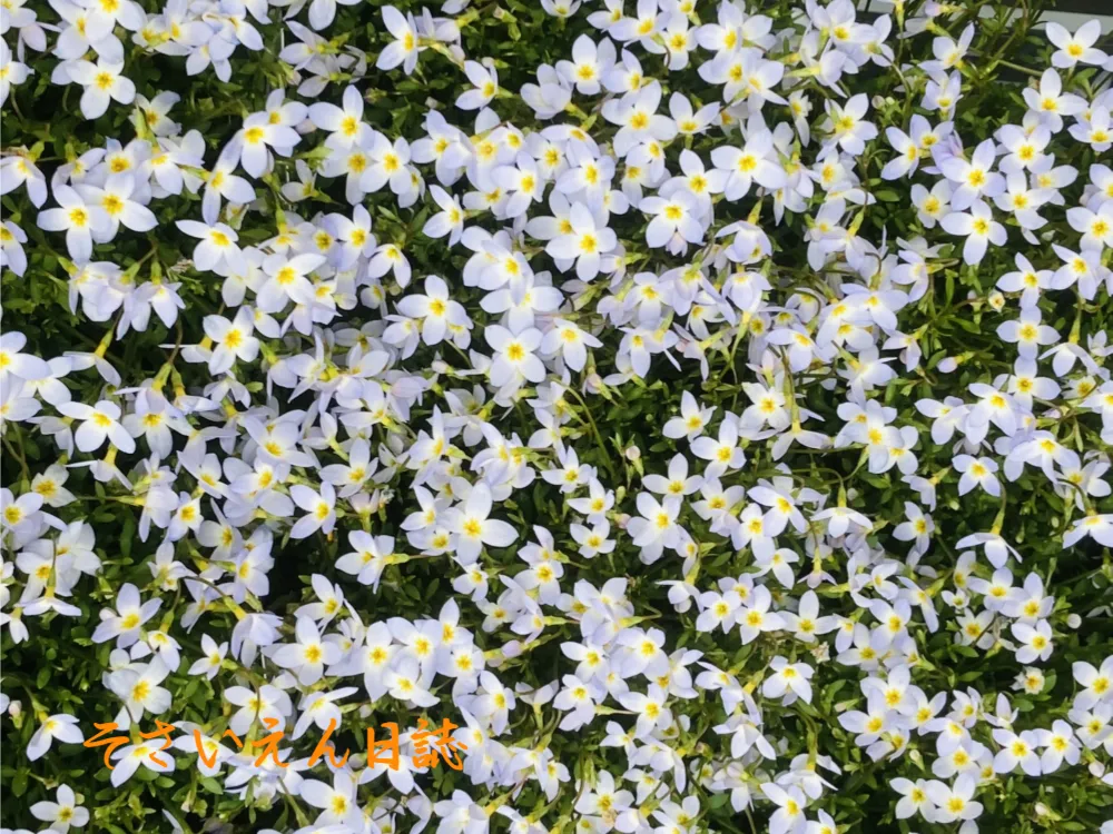 花ひらく朝 名もなき声