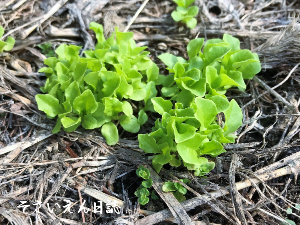 サンチュの発芽、零れ落ちたタネが芽生える