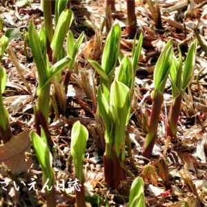 土のぬくもり シランの若葉