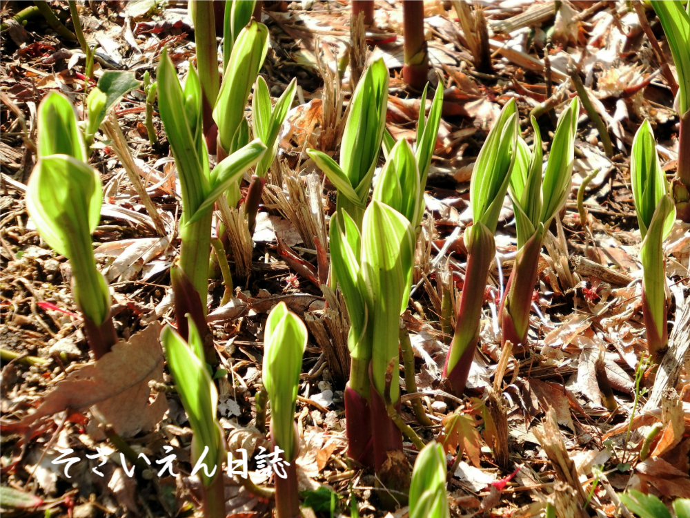 土のぬくもり シランの若葉