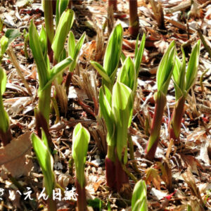 降り注ぐ春の陽ざしの中で輝くシランの若葉