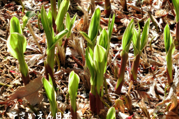 降り注ぐ春の陽ざしの中で輝くシランの若葉