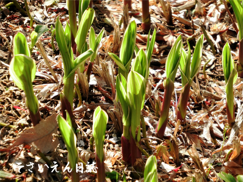 降り注ぐ春の陽ざしの中で輝くシランの若葉