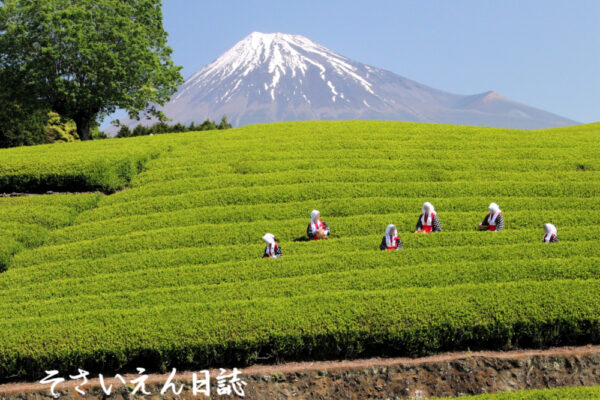 新茶の香り、茶娘たちのお茶摘み