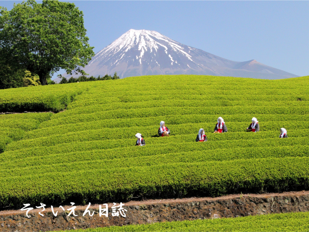 新茶の香り、茶娘たちのお茶摘み