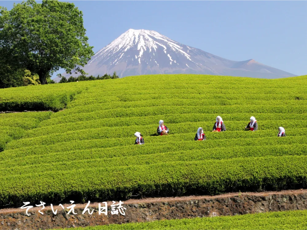 新茶の香り 広がる清明の朝