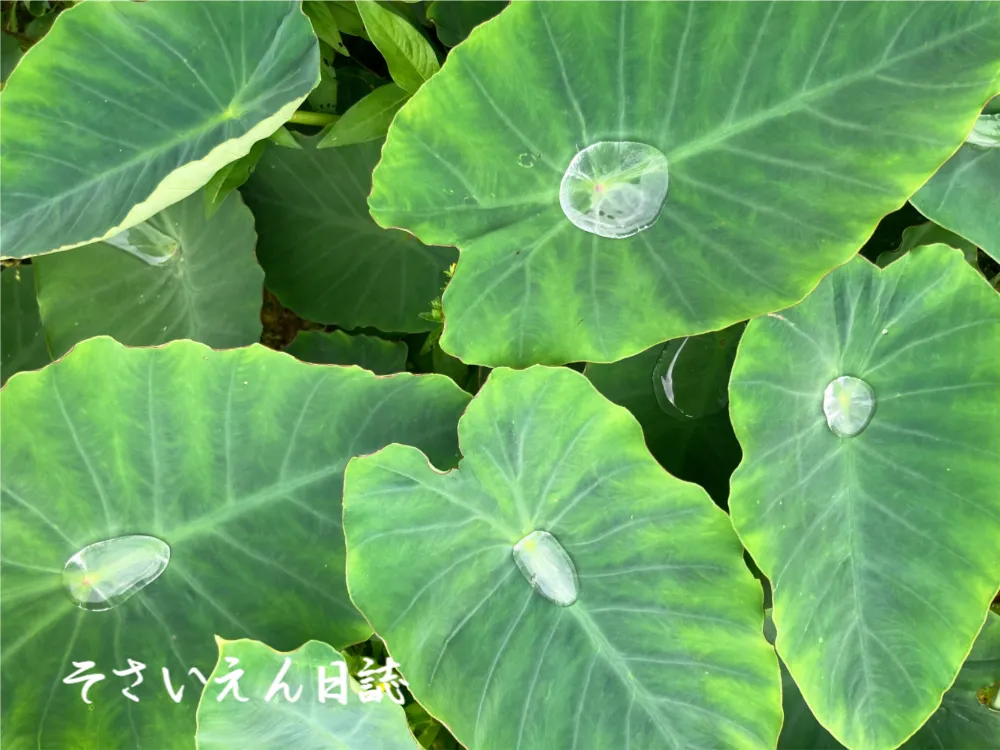 雨上がりの里芋