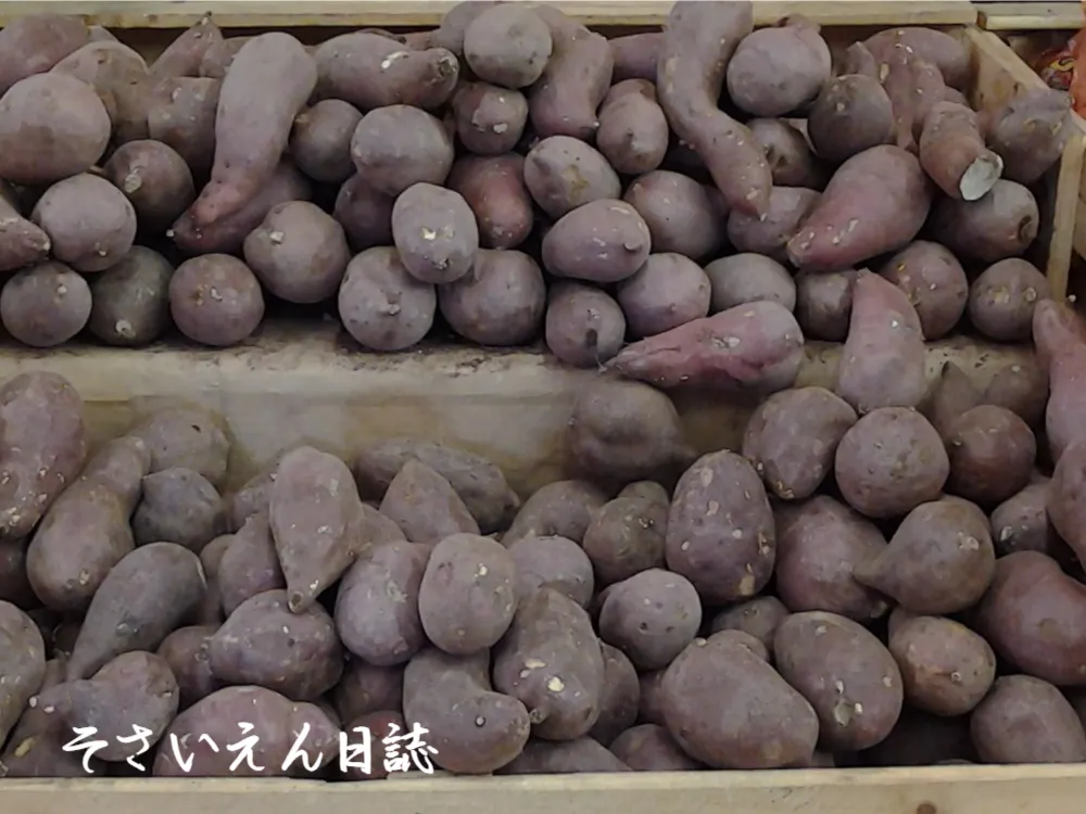 さつまいもの貯蔵