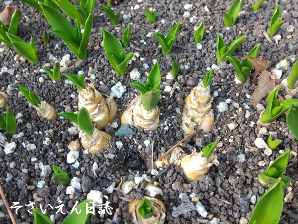 春の息吹き、球根の芽吹き