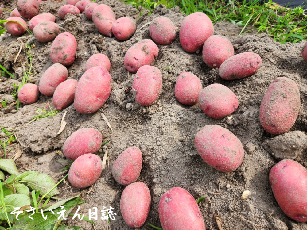 豊作のレッドムーンを掘りあげる