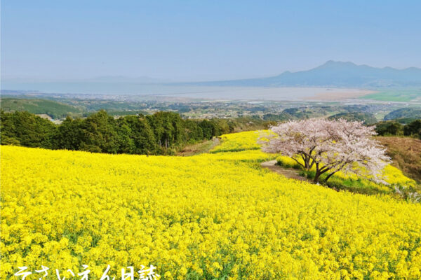 白木峰高原、菜の花と桜