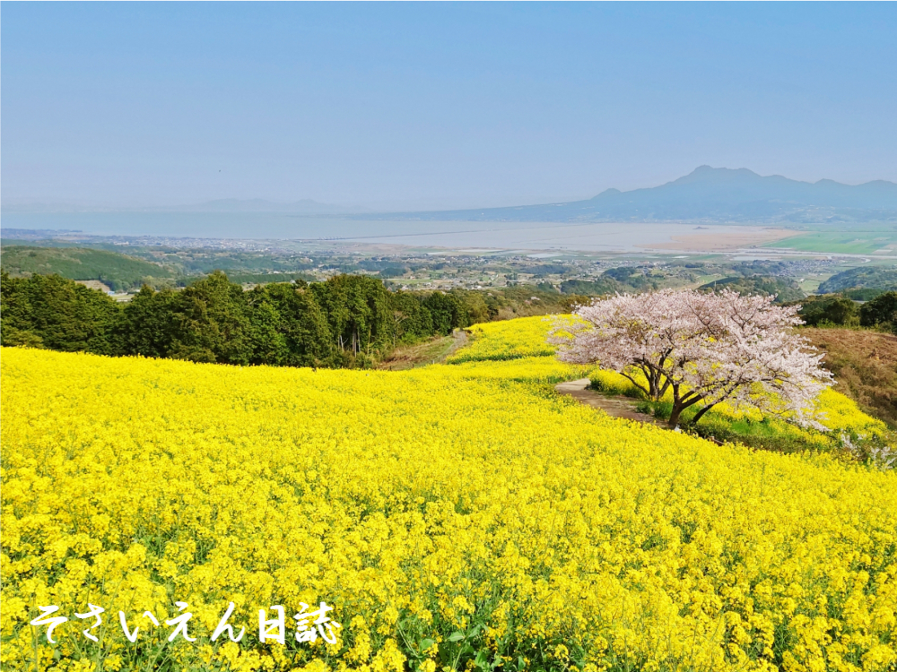 白木峰高原、菜の花と桜
