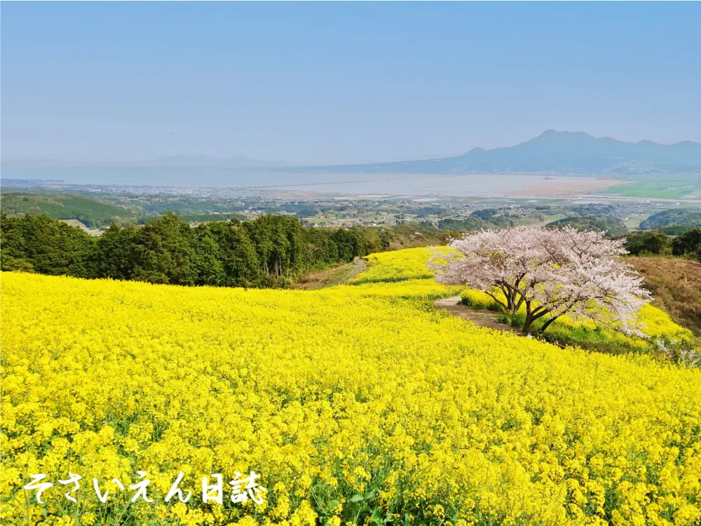 菜の花と港の商人たち