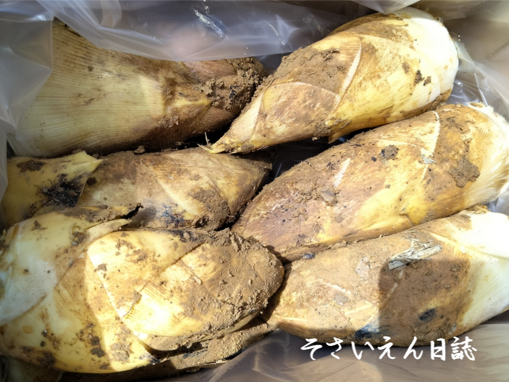 春野菜の味、京都のタケノコ