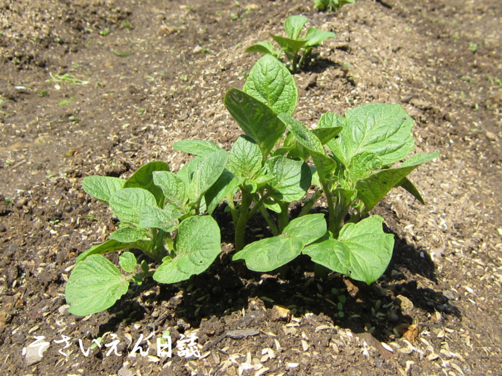 春じゃがいもの新芽が出揃う｜春野菜栽培