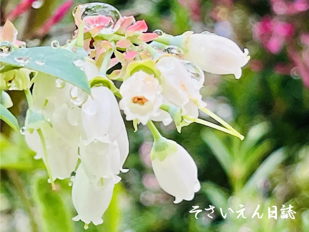 雨の菜園 土づくりと水やり