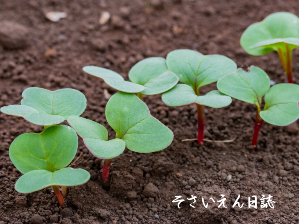 春まき野菜、はつか大根の芽生え