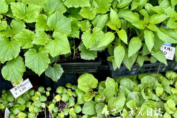 夏野菜の苗
