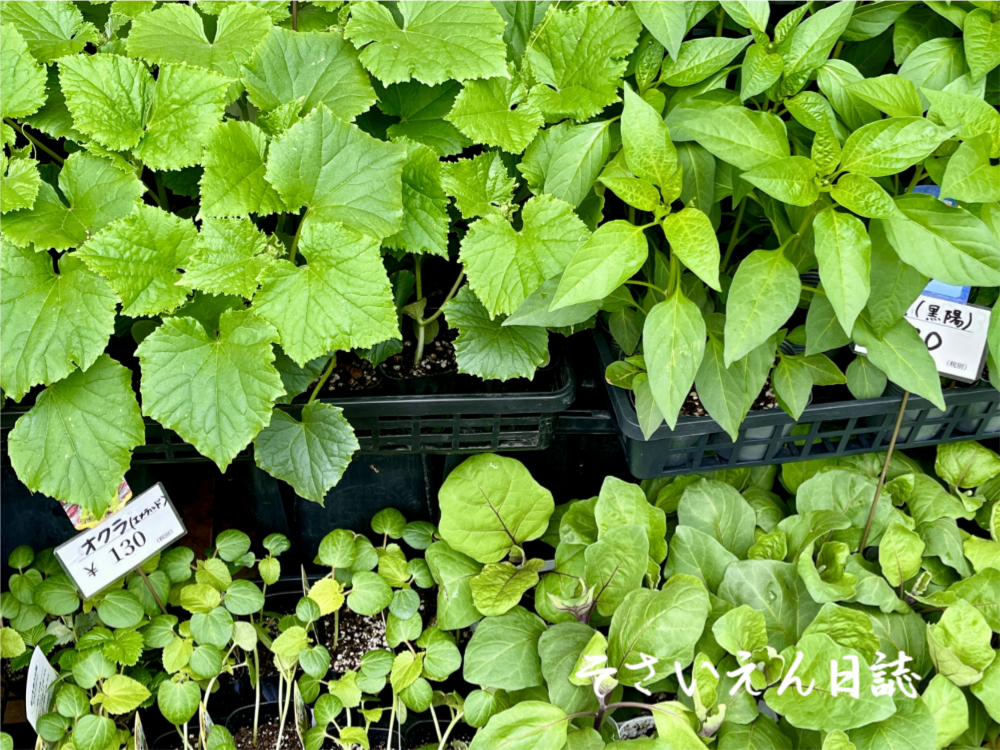 夏野菜の苗