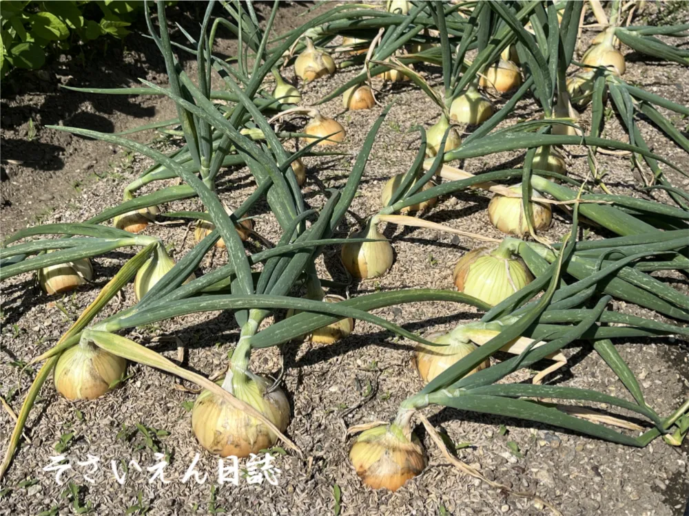 収穫タイミング-玉ねぎ