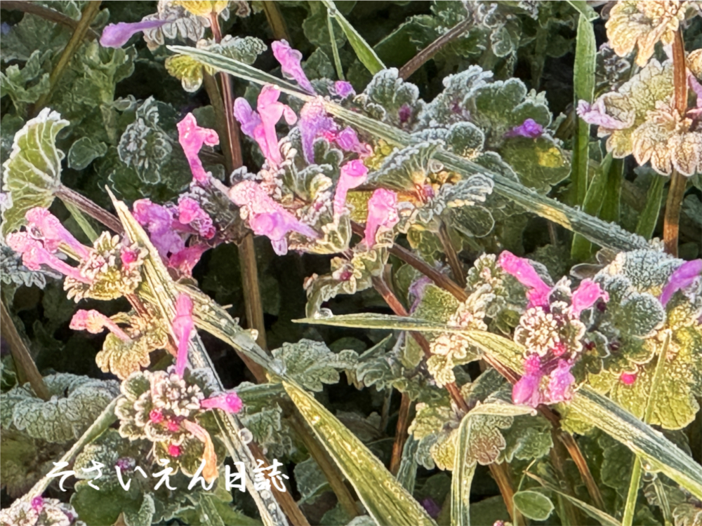 降霜したホトケノザ