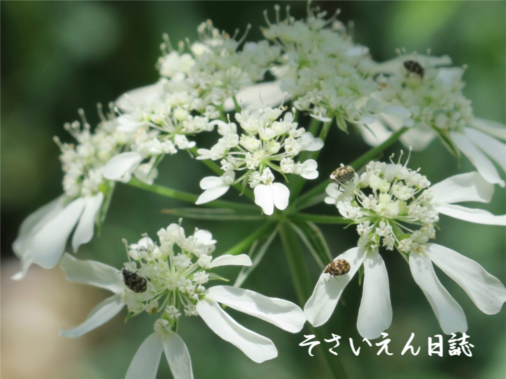 庭仕事術、オルレアとヒメマルカツオブシムシ