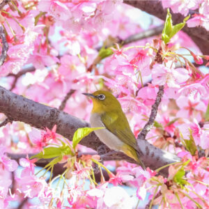 風と香りが運ぶ春の便り、紅梅とメジロ