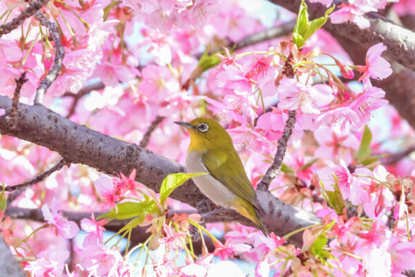 風と香りが運ぶ春の便り、紅梅とメジロ
