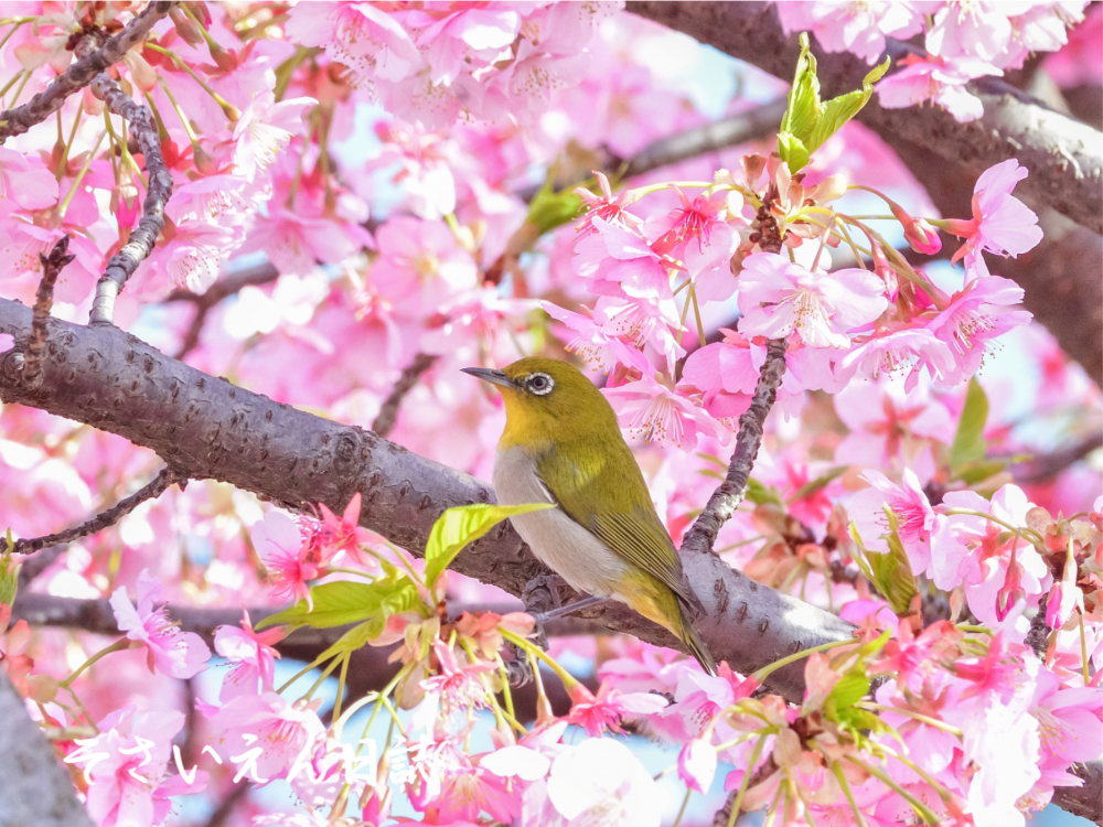 風と香りが運ぶ春の便り、紅梅とメジロ