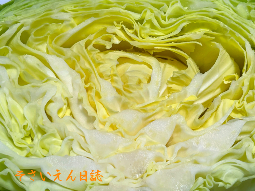 春キャベツの断面