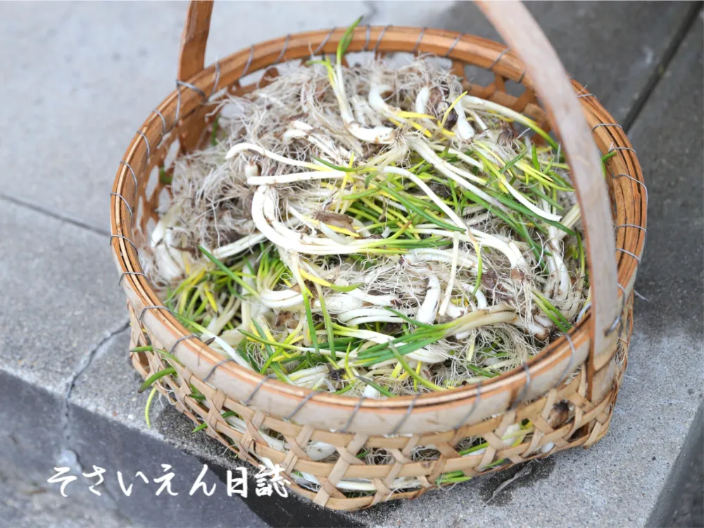 収穫後に水洗いしたアサツキ