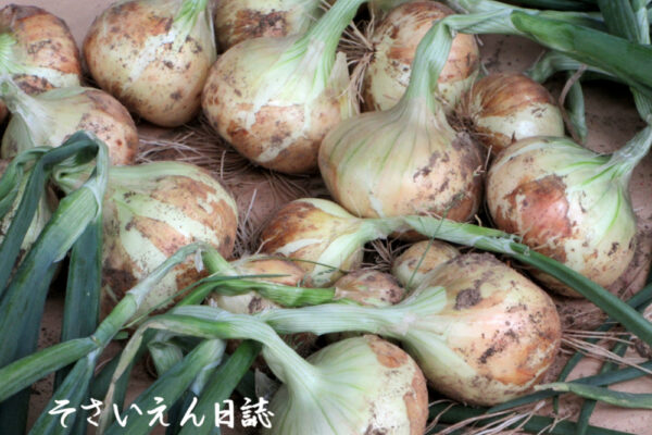 新玉ねぎ甘さ、収穫