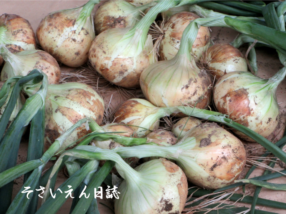 新玉ねぎ甘さ、収穫