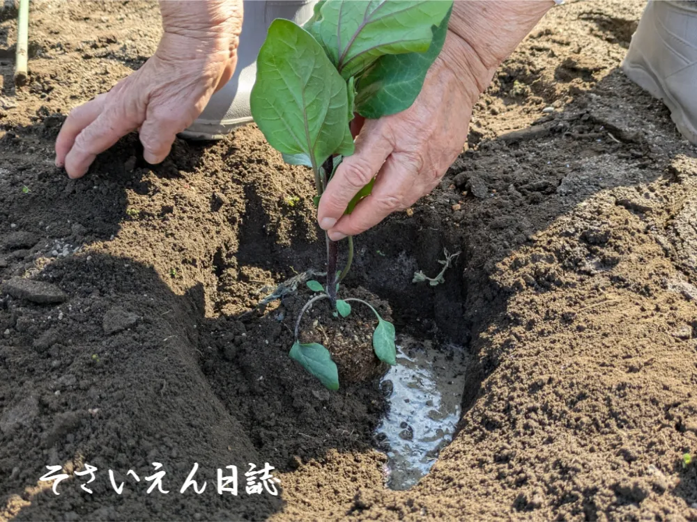 夏野菜苗-ナスの定植