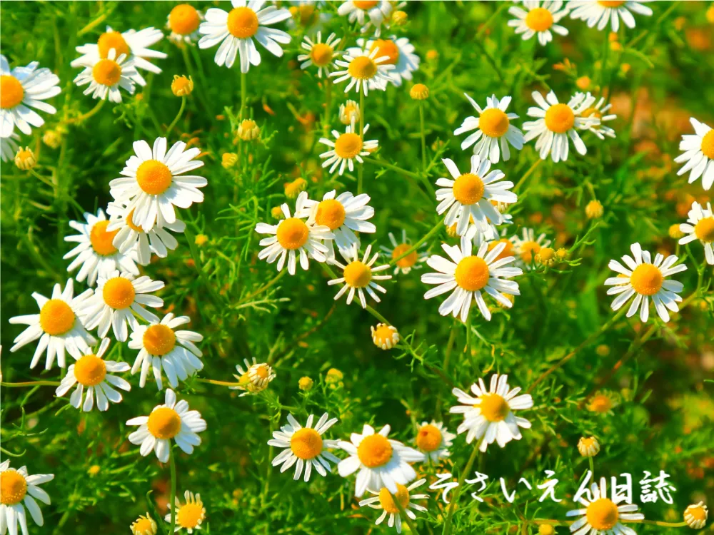 穀雨草花で春庭づくり