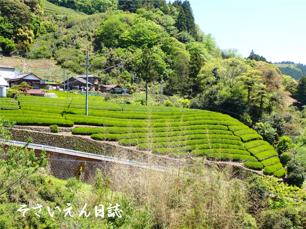 霧の恵み 山間の茶畑