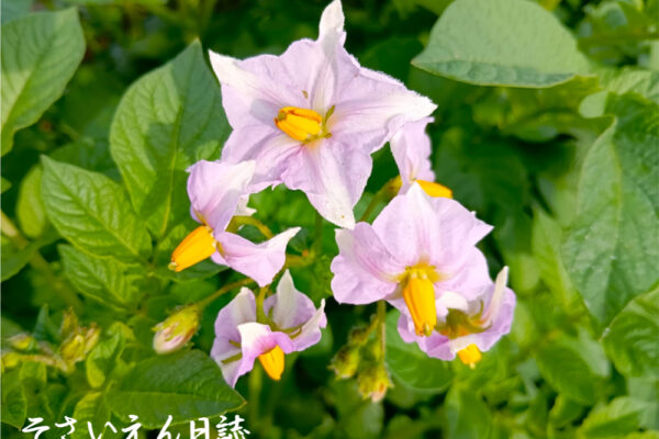 朝日を浴びる、じゃがいもの花