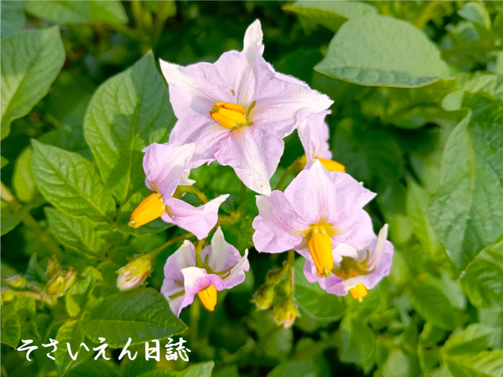 朝日を浴びる、じゃがいもの花