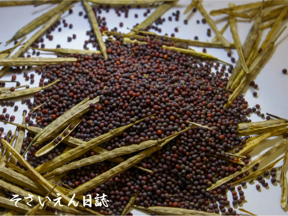 菜種（油糧作物）を収穫する