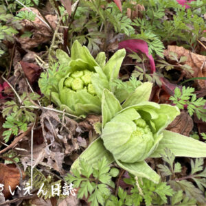 ふきのとう｜早春野菜