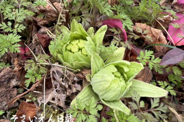 ふきのとう｜早春野菜
